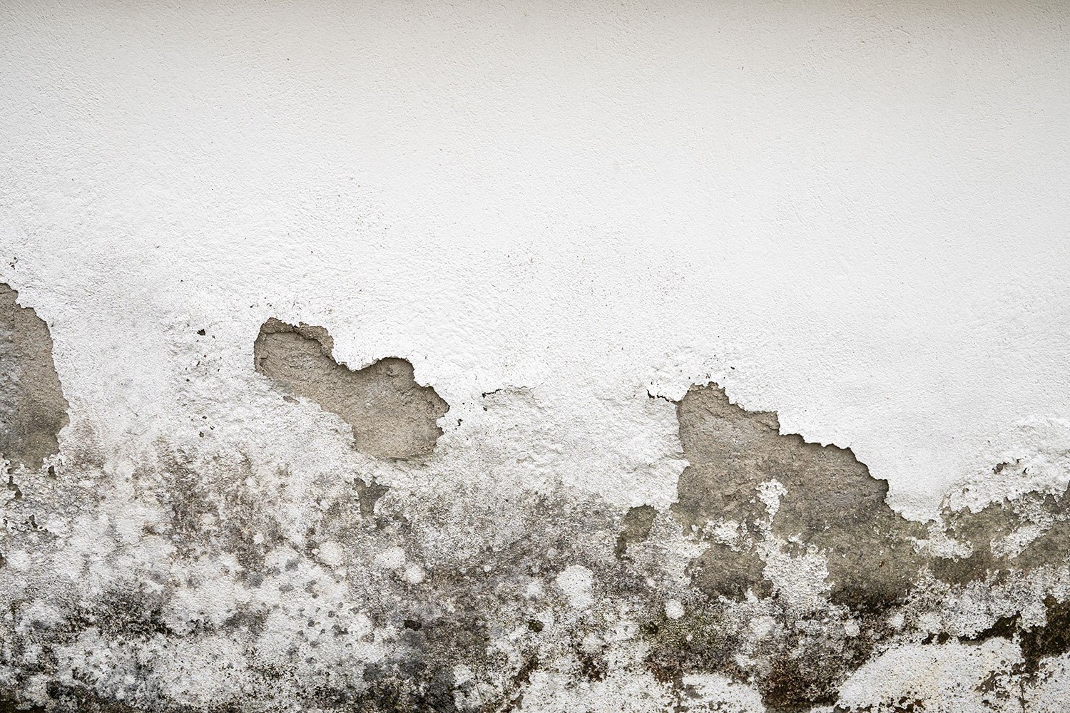 muffa sul muro come toglierla